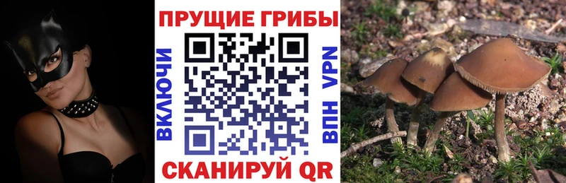 гидра ссылки  Заинск  Псилоцибиновые грибы Psilocybe 